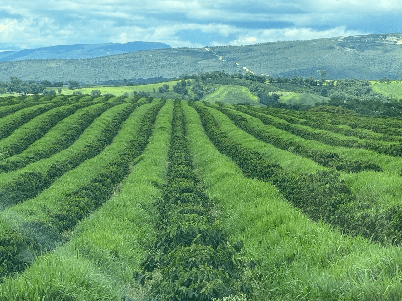Paisagem de campo com plantação - RegenerAI