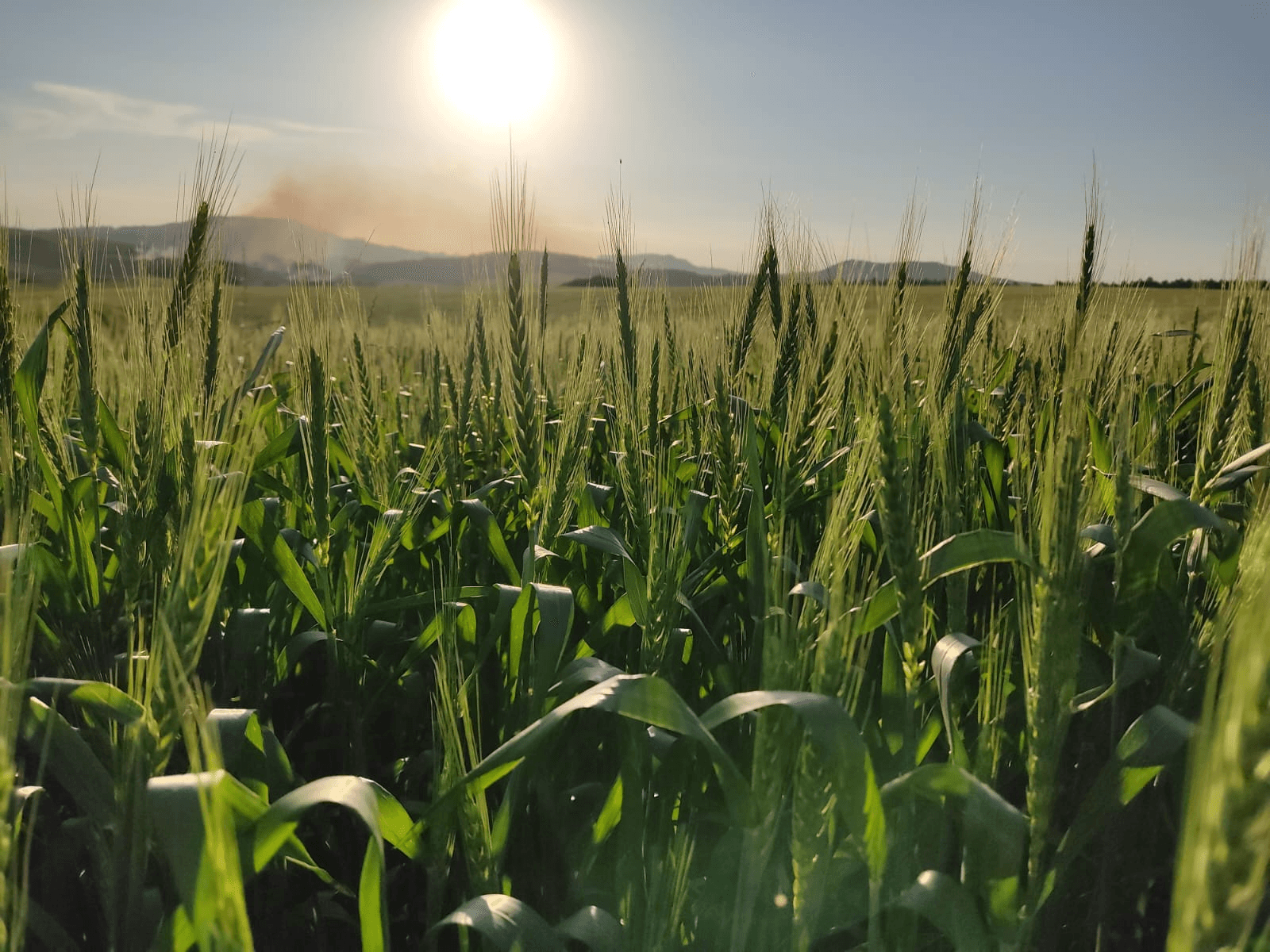 Experiências que viram inteligência coletiva