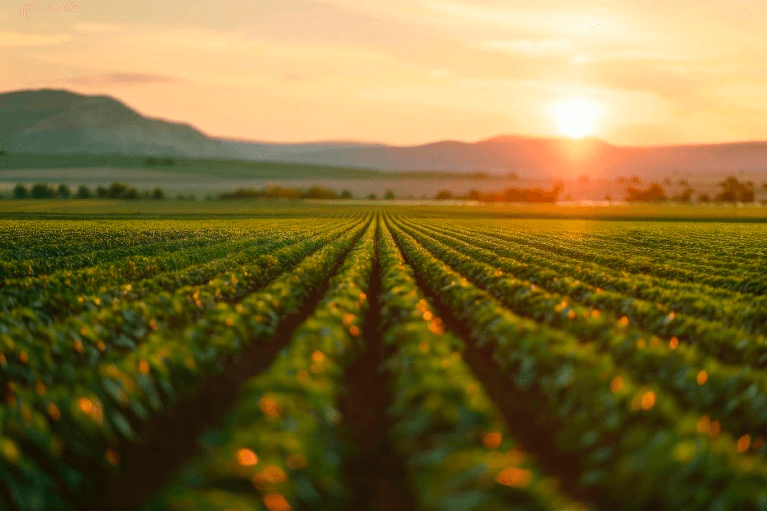 Plantação ao pôr do sol - RegenerAI